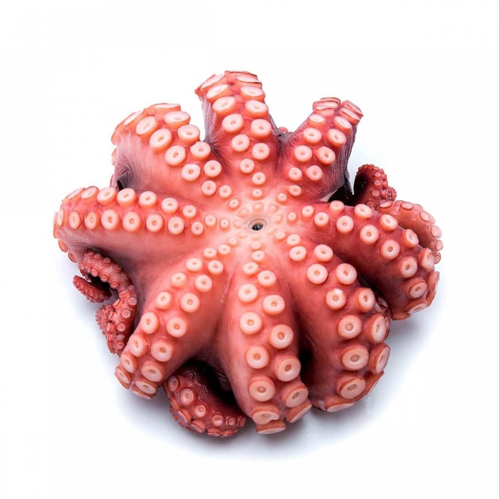 GGFT Octopus Boiled, China - 1KG